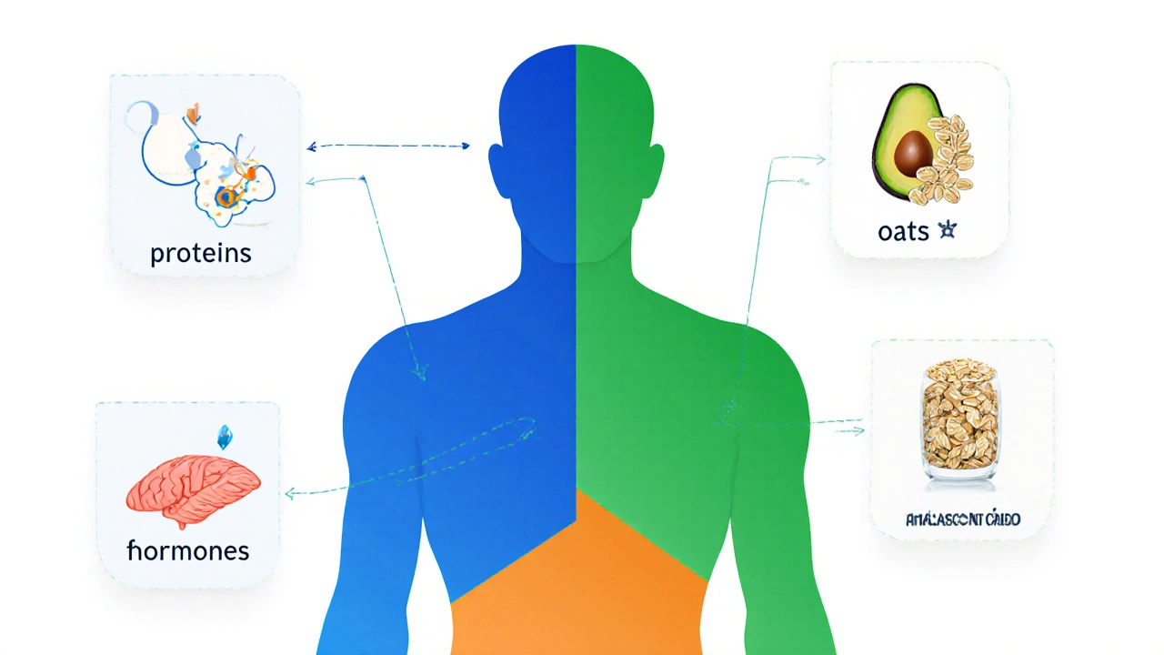 Силуэт человека с цветными зонами, обозначающими белки, жиры и углеводы